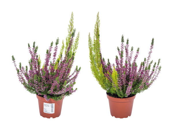 Bruyère Erica Calluna Twin