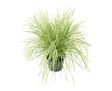 ERBE ORNAMENTALI