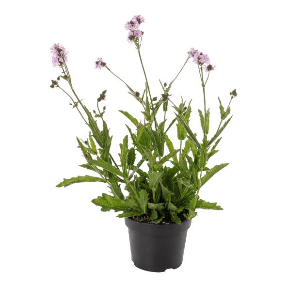 GARDENLINE(R) 				Verbene