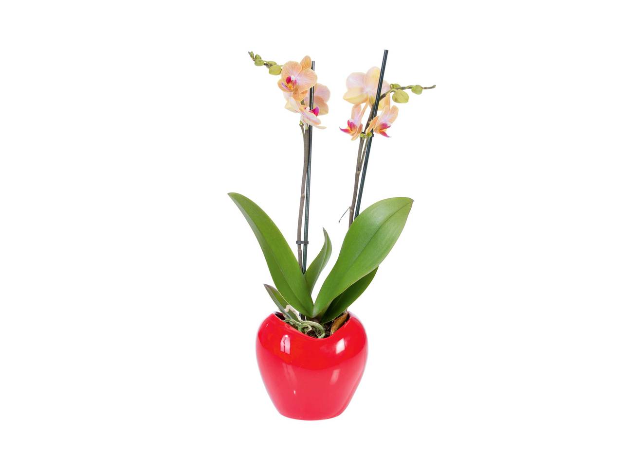 Phalaenopsis in in Keramiktopf