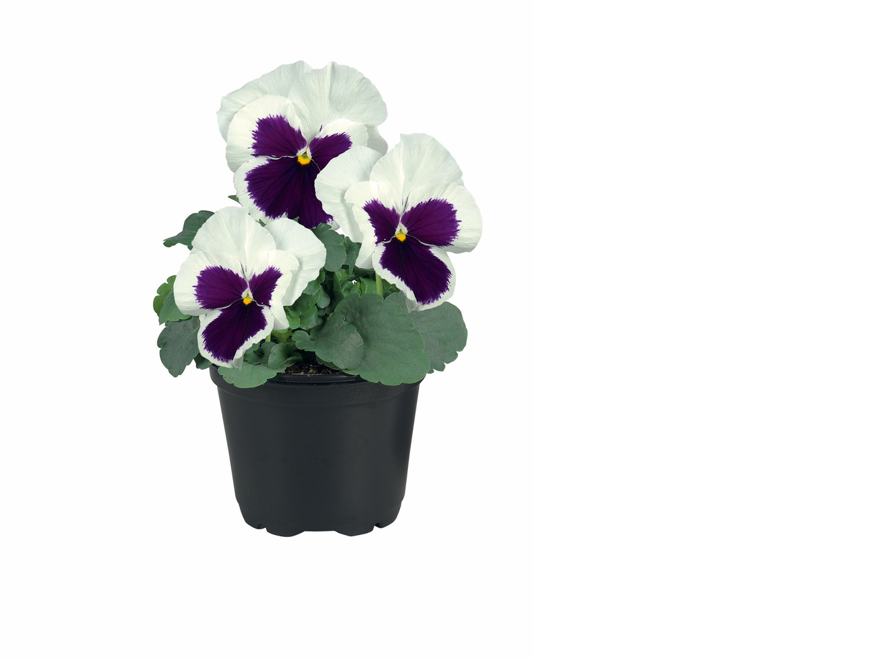 Violettes