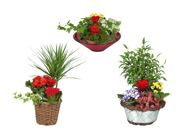 Arrangement de plantes pour la fête des mères