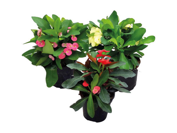 Euphorbia milii