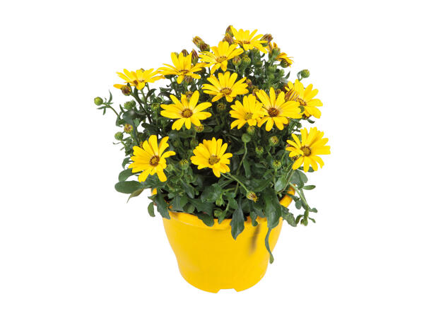 African Daisy