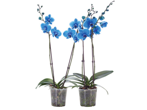 Phalaenopsis