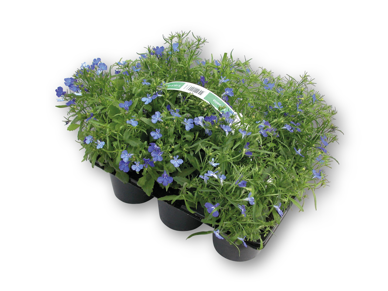 Kantlobelia i 6'er bakke