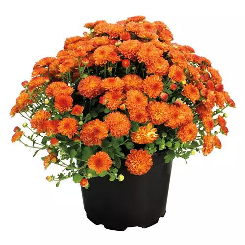 8" Garden Mums - Assorted Colors