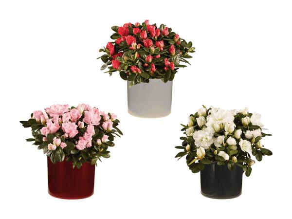 Cyclamen et azalée dans un pot en céramique