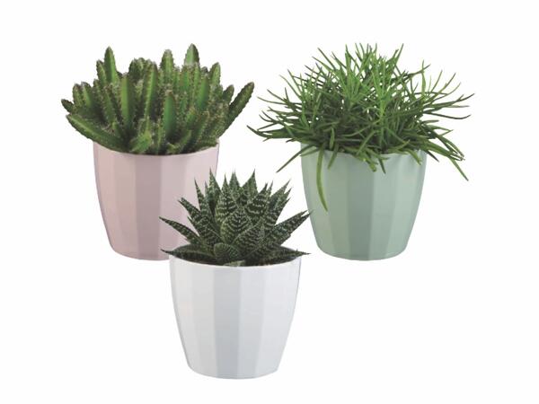 Green plants