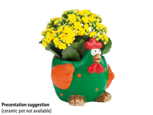 Flowering Plants with Decorated Pack