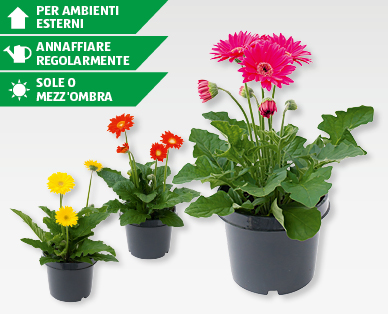 Gerbera da esterno