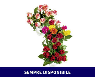 ROSE FAIRTRADE MAX HAVELAAR