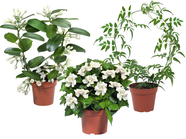Stephanotis, Jasminum oder Gardenie