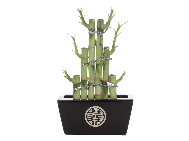 Lucky Bamboo