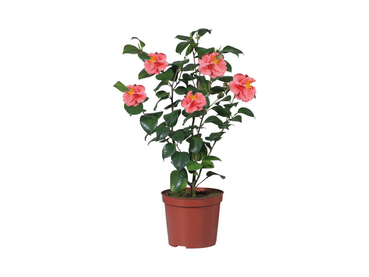 Camellia1