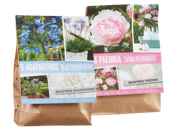 Agapanthus/Pfingstrosen Zwiebeln