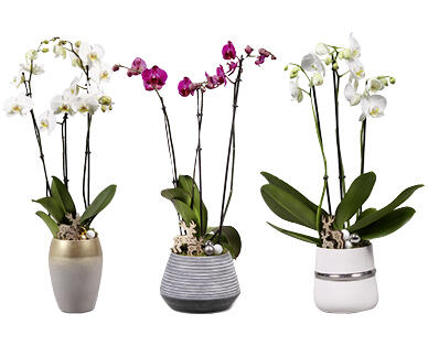 ORCHIDÉE À 3 TIGES