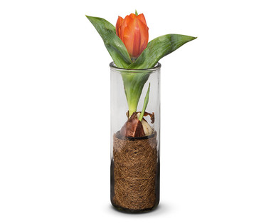 Bulb in Glass Cylinder