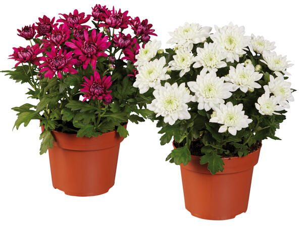 Chrysanthemen