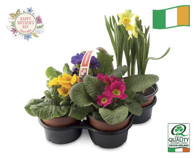 Irish Grown Primrose and Daffodil 4 Pack