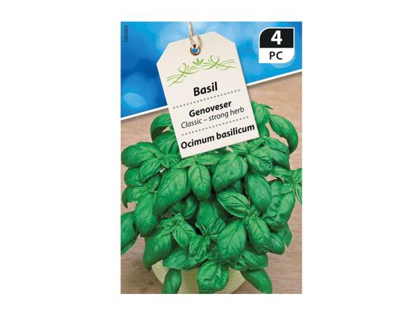 Premium Herb Seeds - labelled 4