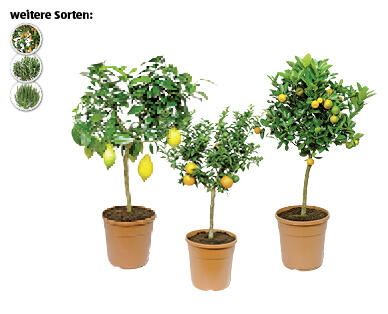 MEDITERRANES STÄMMCHEN