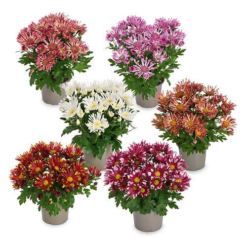 Sommerchrysantheme Sollinea