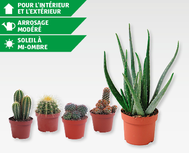 Aloe vera/cactée GARDENLINE(R)