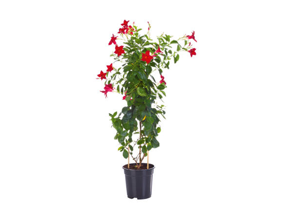 Dipladenia Sundaville en pyramide
