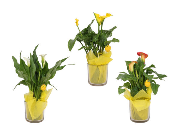 Calla en vase avec poussin