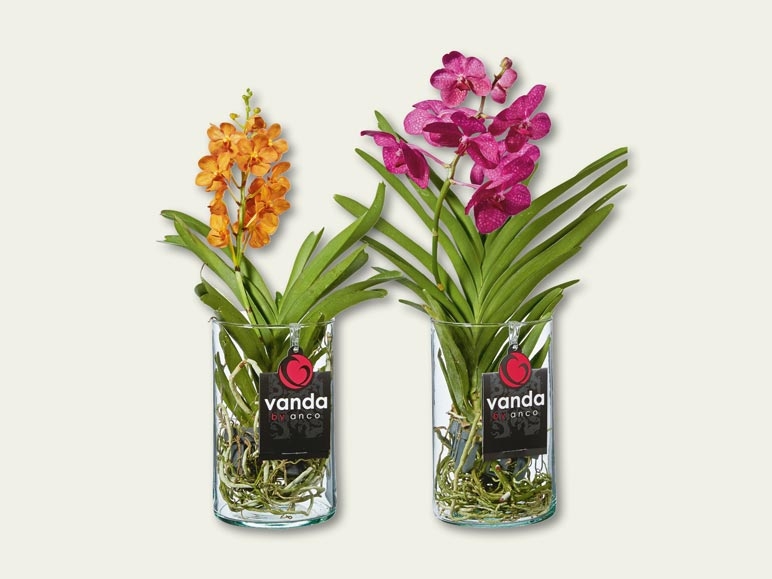 Orchidées Vanda (dès 15.9.)