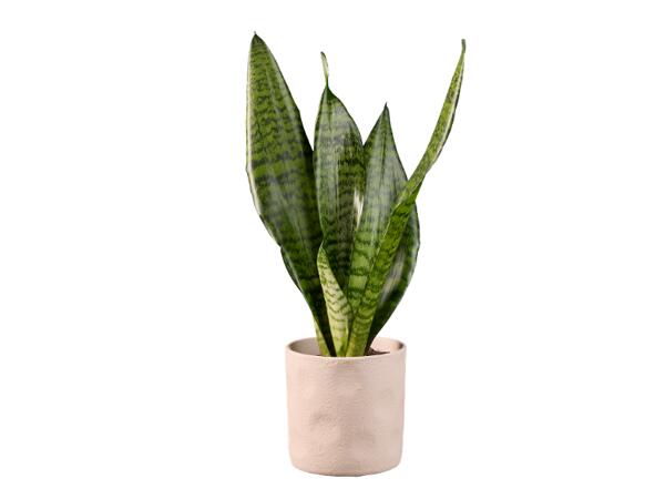 Sanseveria