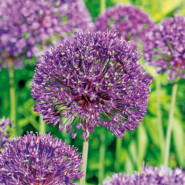 Allium Blumenzwiebeln