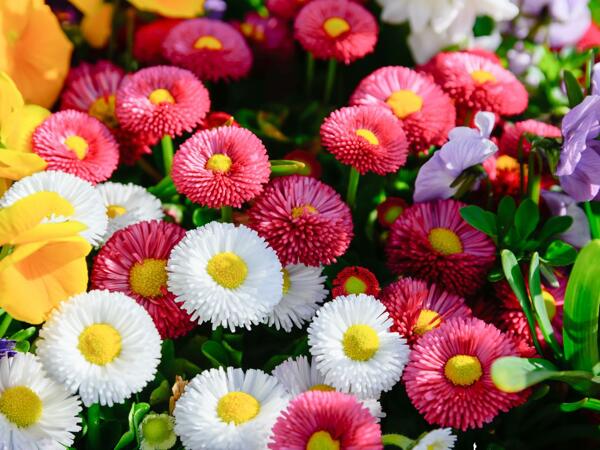 Jumbo Bellis 6 pack