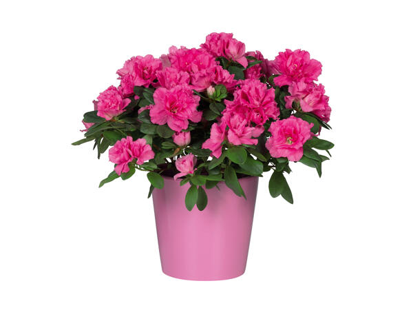 Alpeviol eller Azalea i keramik