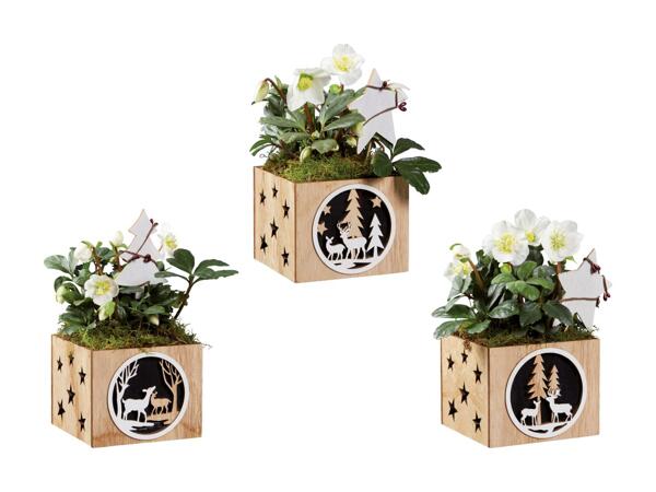 Hellébore dans un pot en bois