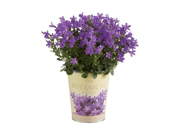 Campanula in Zinc Pot