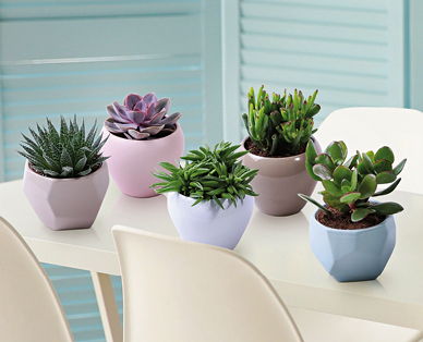 Plante succulente