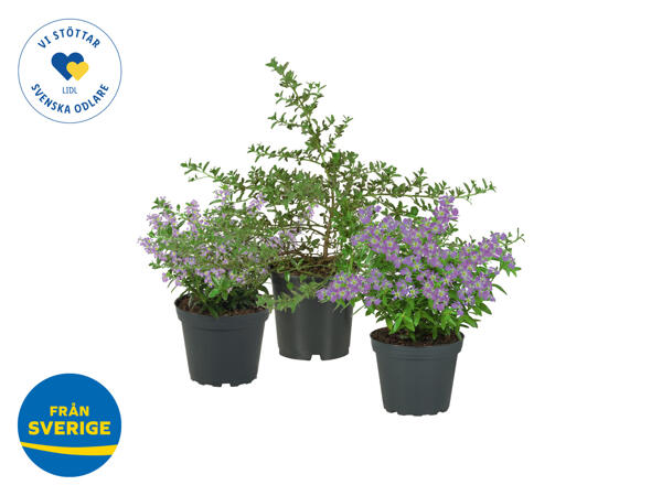Vårblommor
