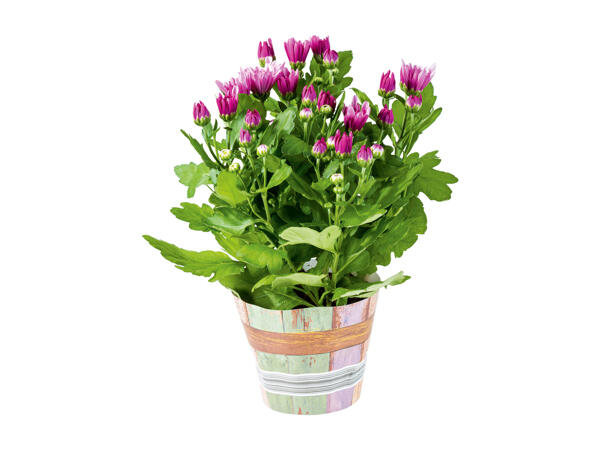 Autumn Flowering Plants in a Decorative Pot