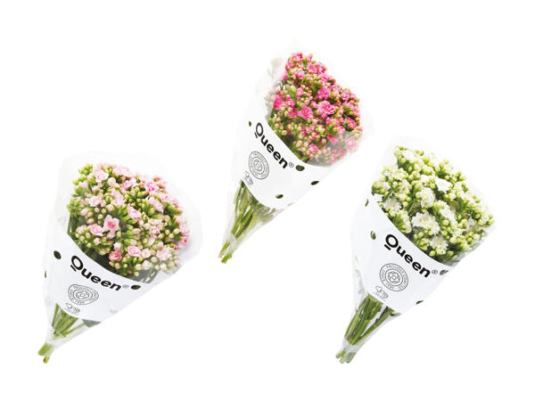 Kalanchoe buket