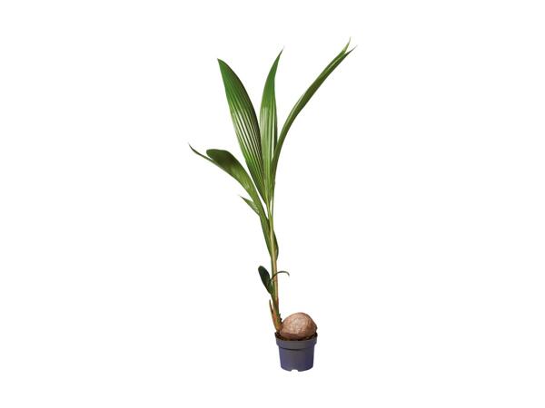 Coconut Palm