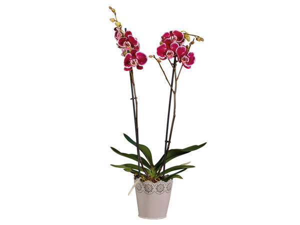 Phalaenopsis 2 Flowers