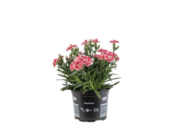 Dianthus