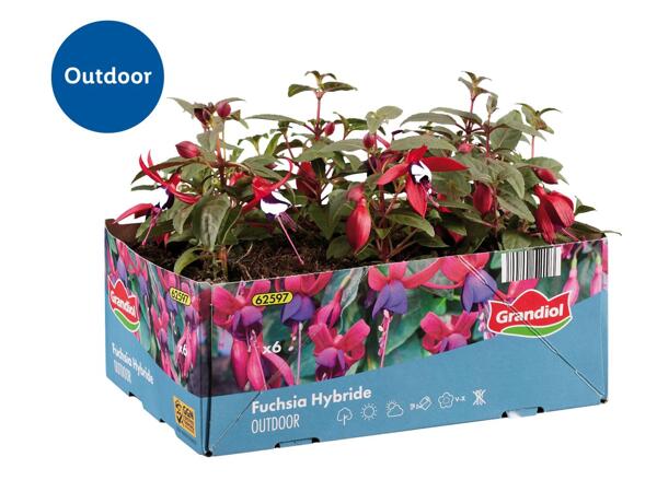 Fuchsia