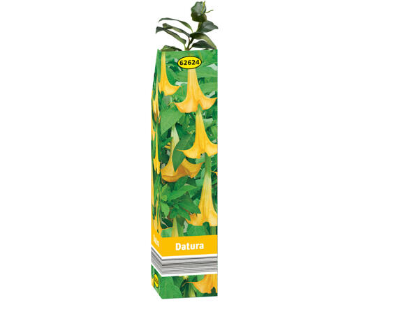 Plantes d'été