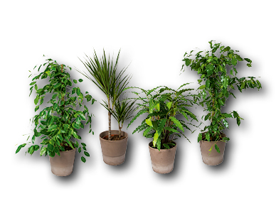 Plante verte