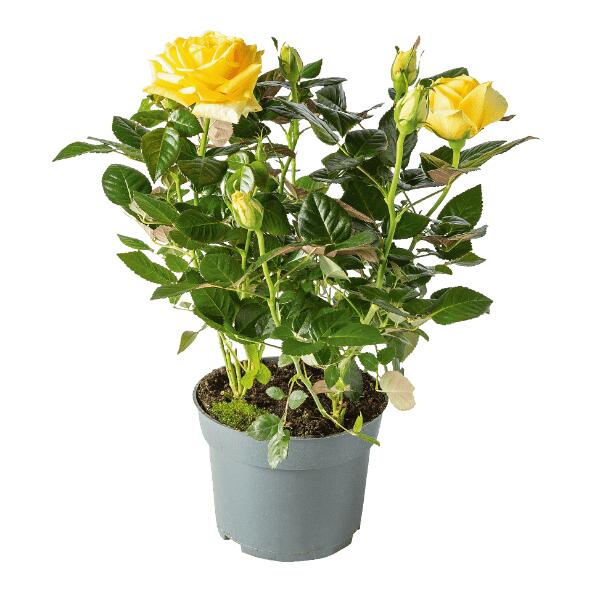 Kalanchoë of potroos
