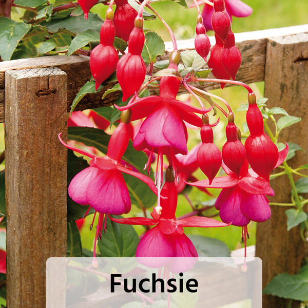 Geranien / Fuchsien