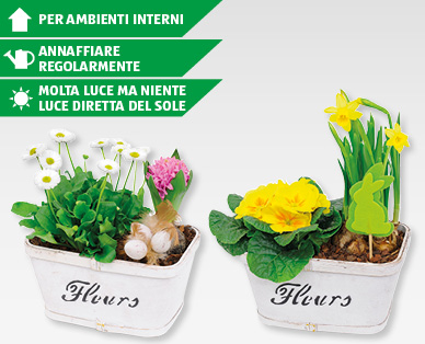 Decorazione pasquale con piante GARDENLINE(R)
